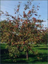 Los Manzanos